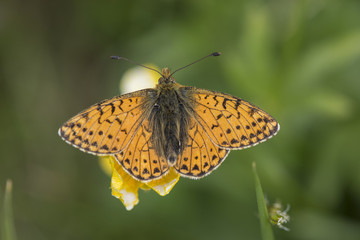 shepherd's fritillary (boloria pales), Maritime Alps, France.