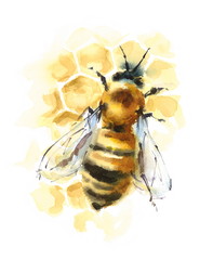 Watercolor Honey Bee on Honeycomb Hand Painted Illustration isolated on white background - 145637346