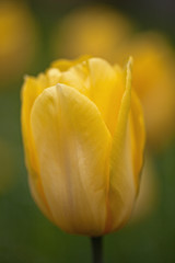 tulipan © elisabeth3