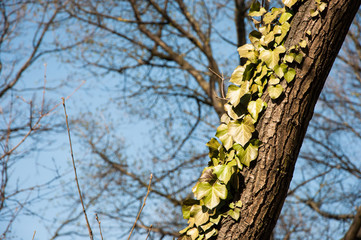Obraz premium Baum mit Efeu