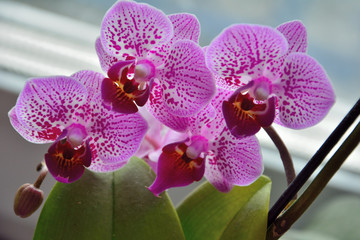 the blossoming orchid