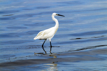 Little Egret Wading in Shallow Waters of Durban Harbor