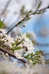 kwiaty wiosny, fotografia kwitnącej jabłoni, wiosenne zdjęcie kwiatów