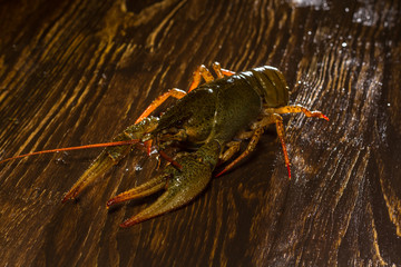 Live crawfish on a wooden board