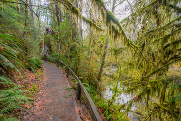 Plakat The Olympic Peninsula is home for gorgeous rain forests. Hoh Rain Forest, Olympic National Park, Washington state, USA