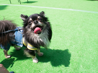 ニコニコチワワ