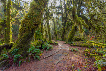 Naklejka premium Ścieżka w bajkowym zielonym lesie. Las wzdłuż szlaku wypełniają stare, umiarkowane drzewa pokryte zielonymi i brązowymi mchami. Hoh Rain Forest, Olimpijski Park Narodowy, stan Waszyngton, USA