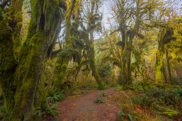 A path in the fairy green forest. The forest along the trail is filled with old temperate trees covered in green and brown mosses. Hoh Rain Forest, Olympic National Park, Washington state, USA