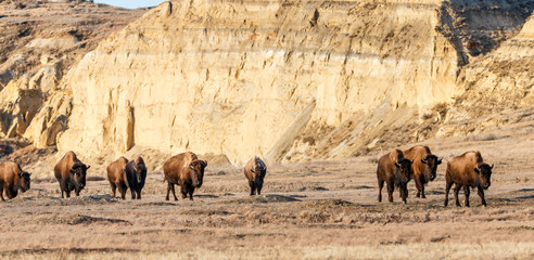 Bison Herd © Marla
