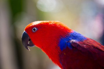 Parrot portrait of bird. Wildlife scene from tropic nature.