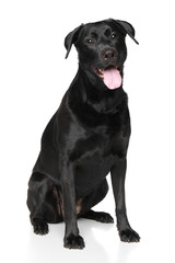 Happy Labrador dog - 145638956