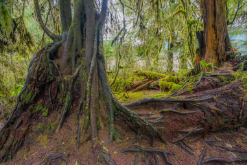 Amazing interlacing of the roots of large trees. Many trees and mosses grow from and over the fallen tree trunks. Hoh Rain Forest, Olympic National Park, Washington state, USA