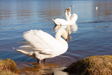 white swans, outdoors, floating in the river