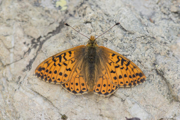 shepherd's fritillary (boloria pales), Maritime Alps, France.