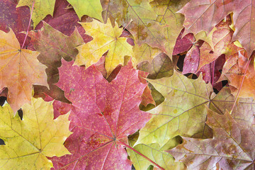 Naklejka na ściany i meble multicolored maple leaves background