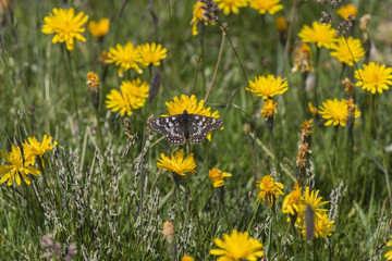 A male cynthia's fritillary (euphydryas cynthia), Maritime Alps, France.