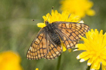 A female cynthia's fritillary (euphydryas cynthia), Maritime Alps, France.
