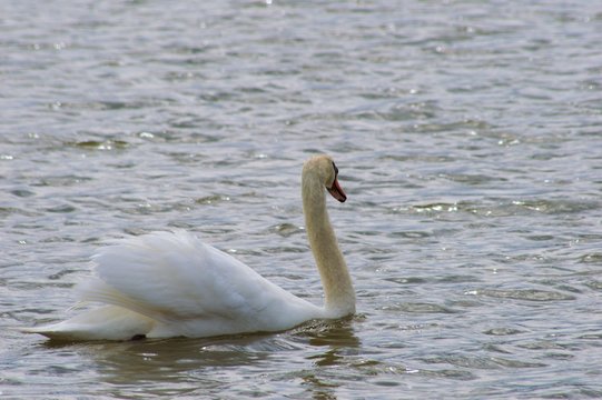 Swans Swimming in Lake