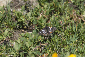 A male cynthia's fritillary (euphydryas cynthia), Maritime Alps, France.