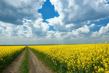 Obraz premium Ground road in yellow flower field, beautiful spring landscape, bright sunny day, rapeseed