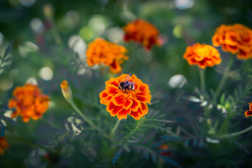 honeybee collecting pollen on carnation flower at meadow