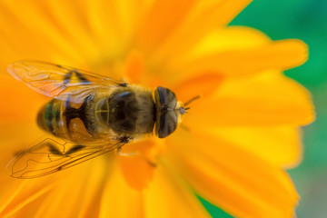 macro shot of a bee sitting on yellow flower