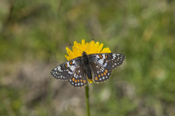 A male cynthia's fritillary (euphydryas cynthia), Maritime Alps, France.