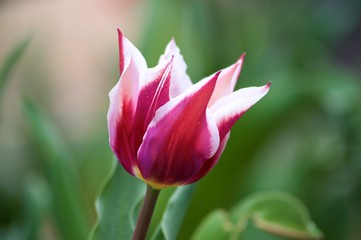 Single Tulip, Flower Background