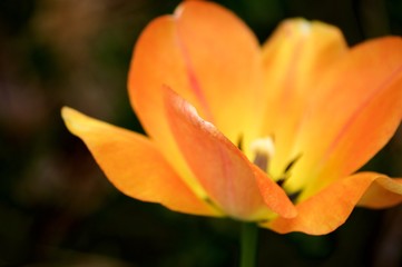 Fototapeta premium Macro Orange Tulip
