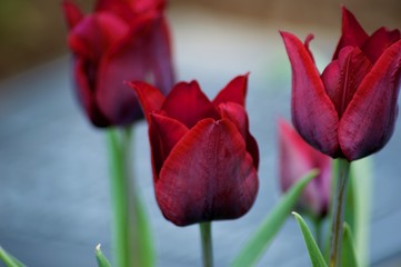 Vibrant Red Tulips