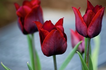 Vibrant Red Tulips