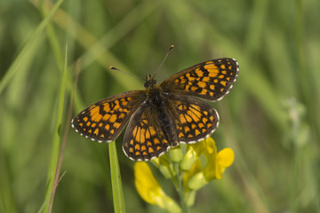 heath fritillary (melitaea athalia), Maritime Alps, France.