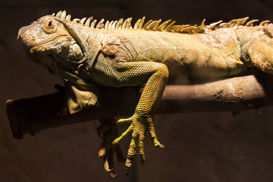 Chameleon