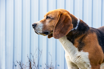 The dog Beagle. The profile of the head 4