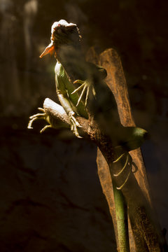 Chameleon