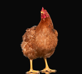 Chicken on black background isolated, one closeup animal