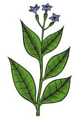 Hand drawn wild flower