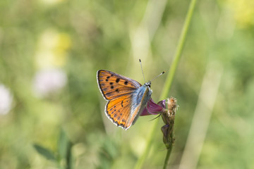 purple shot copper (lycaena alciphron), Maritime Alps, France.