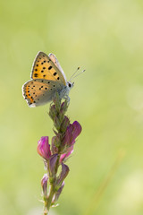 purple shot copper (lycaena alciphron), Maritime Alps, France.