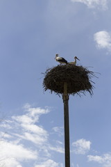 Storks in the nest, Belarus