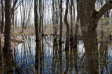 Obraz premium Vernal (spring) pool, Picton Wildlife Sanctuary, Bear Creek PA