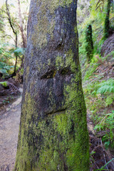 Gesicht in Baumstamm