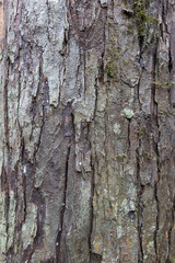 Baumrinde