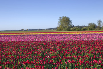 Fototapeta premium Tulips