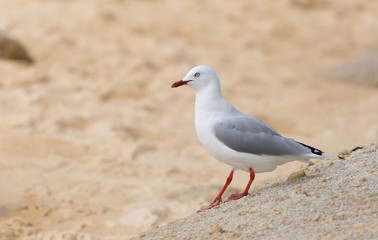 Möwe im Sand
