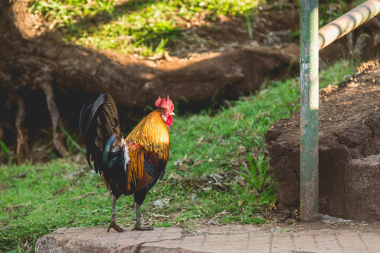 Wild Rooster