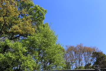 Obraz premium 新緑と青空