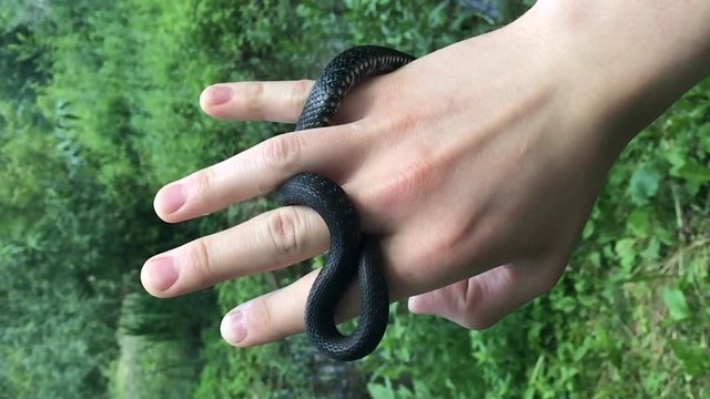 Snake crawling on hand