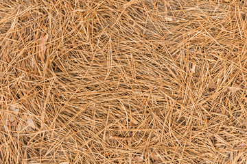 Dry brown pine needles crumbled together with cones to the ground