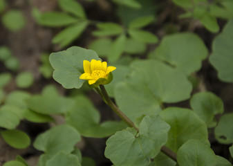 Primroses in the forest